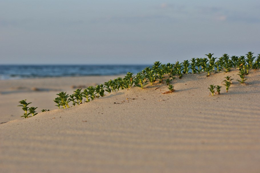 Honckenya peploides Yellow