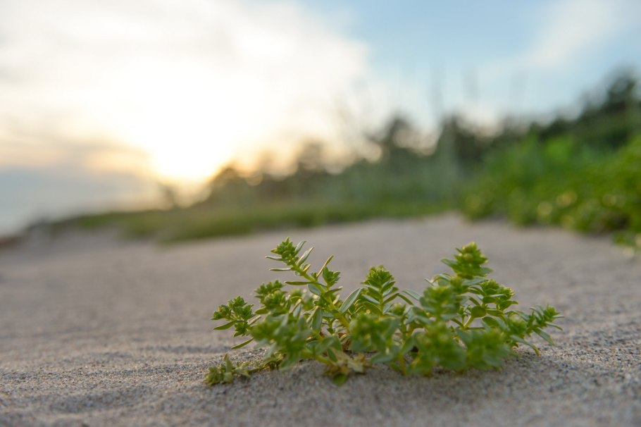 Нефтяное поле в Шлезвиг-Гольштейн