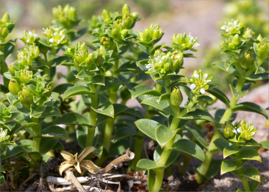 Гонкения бутерлаковидная