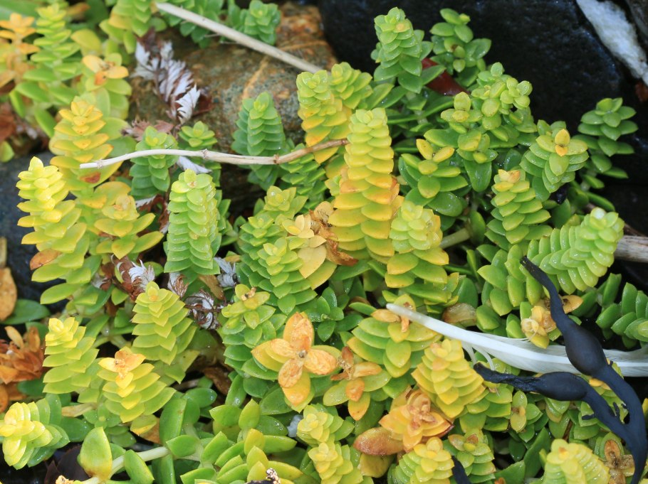 Материнская плата MSI 865gvm2-LS