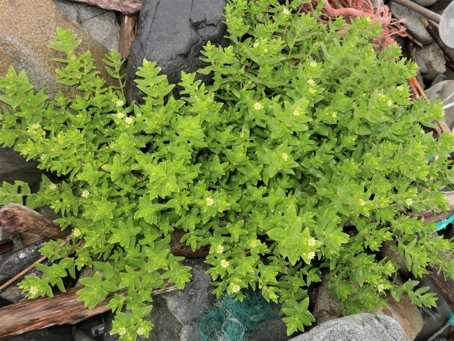 Грыжник (herniaria)