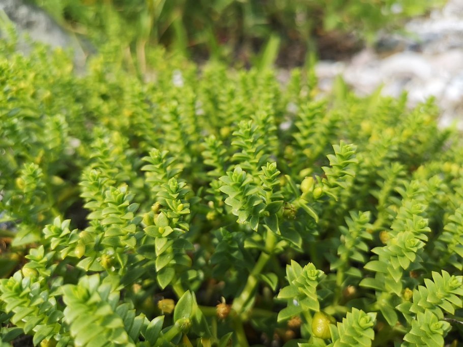 Гонкения бутерлаковидная как выращивать