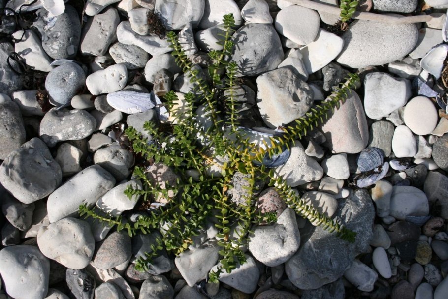 Морянка бутерлаковидная