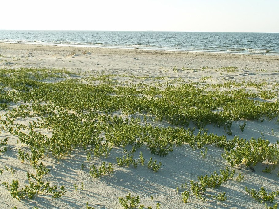 Sesuvium portulacastrum