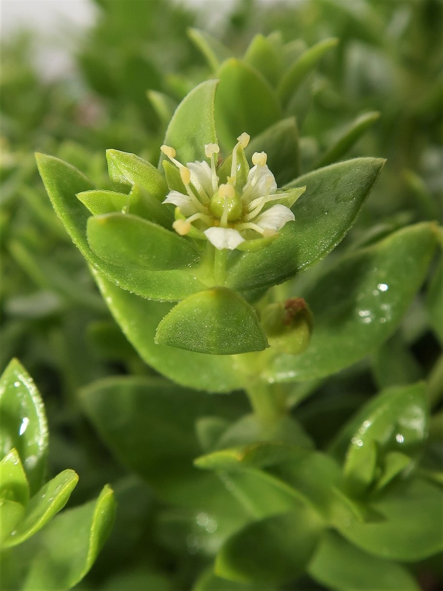 Гонкения раскидистая