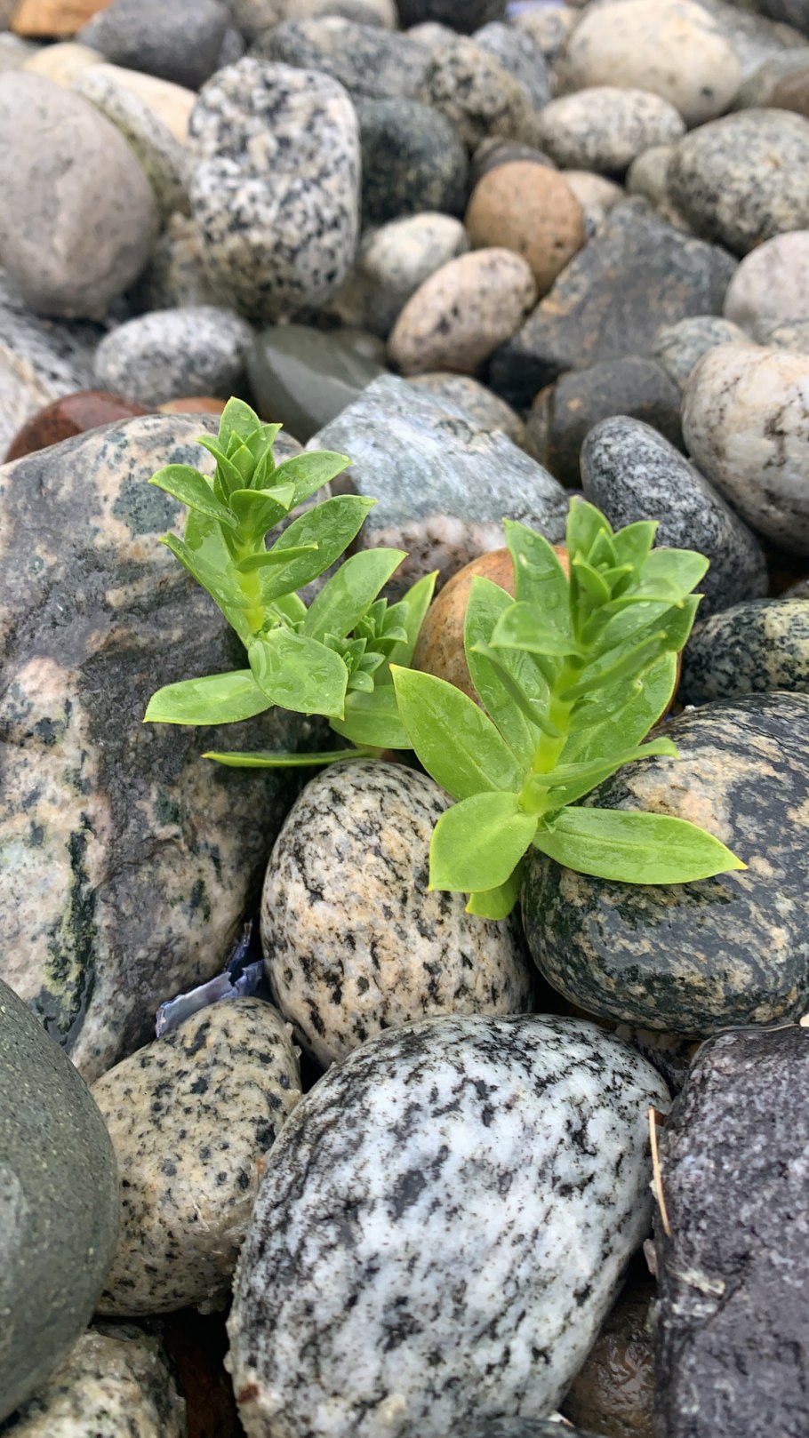 Гонкения бутерлаковидная