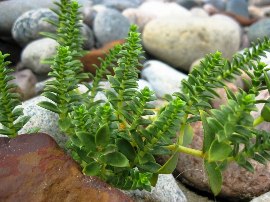 Гонкения бутерлаковидная