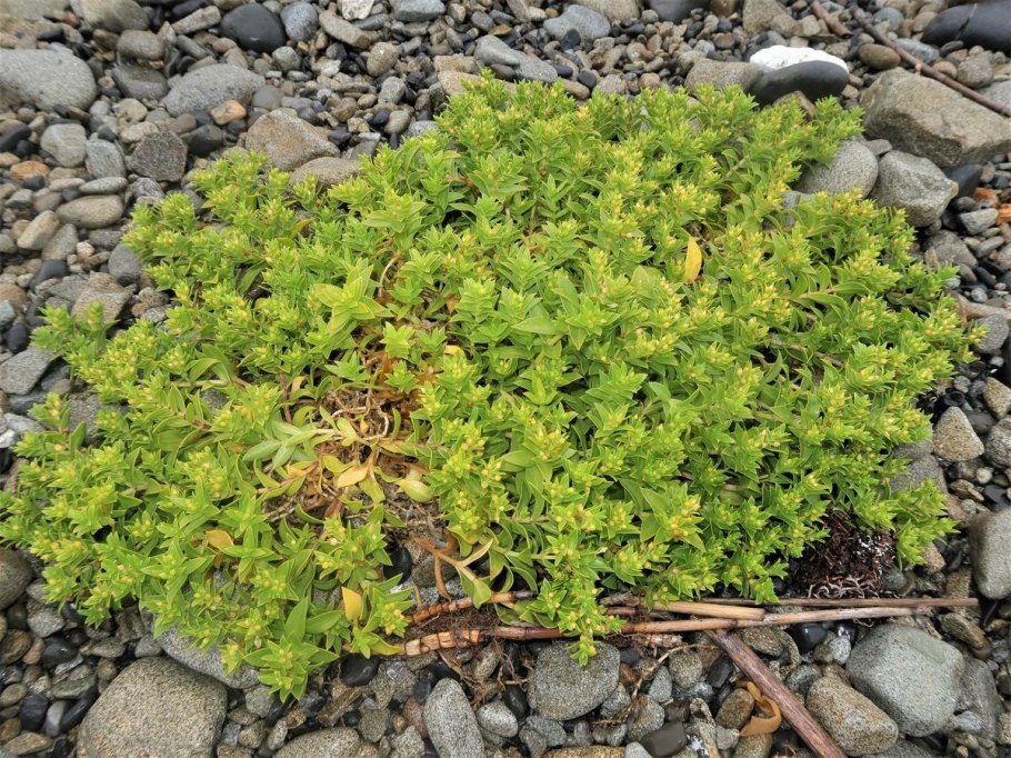 Honckenya oblongifolia