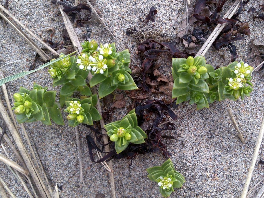 Гонкения белое море