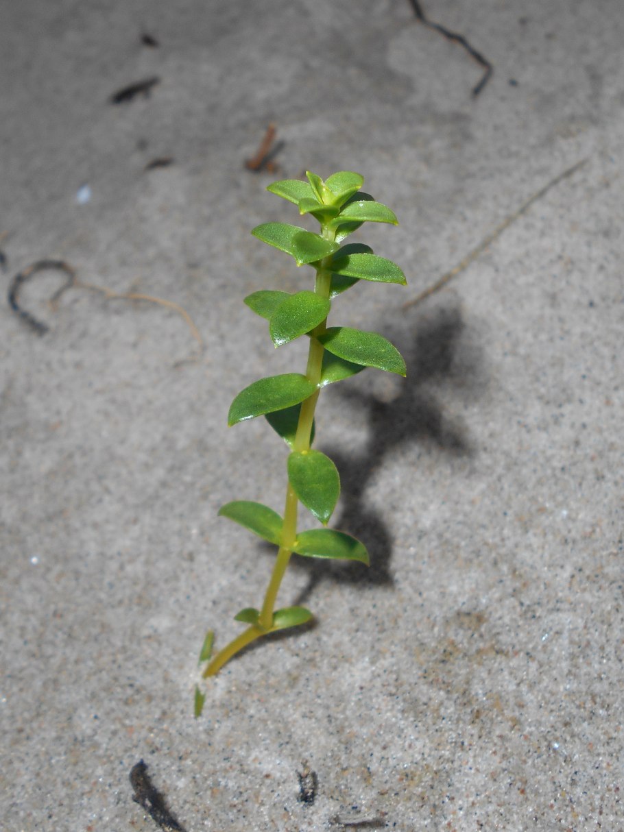 Гонкения портулакововидная