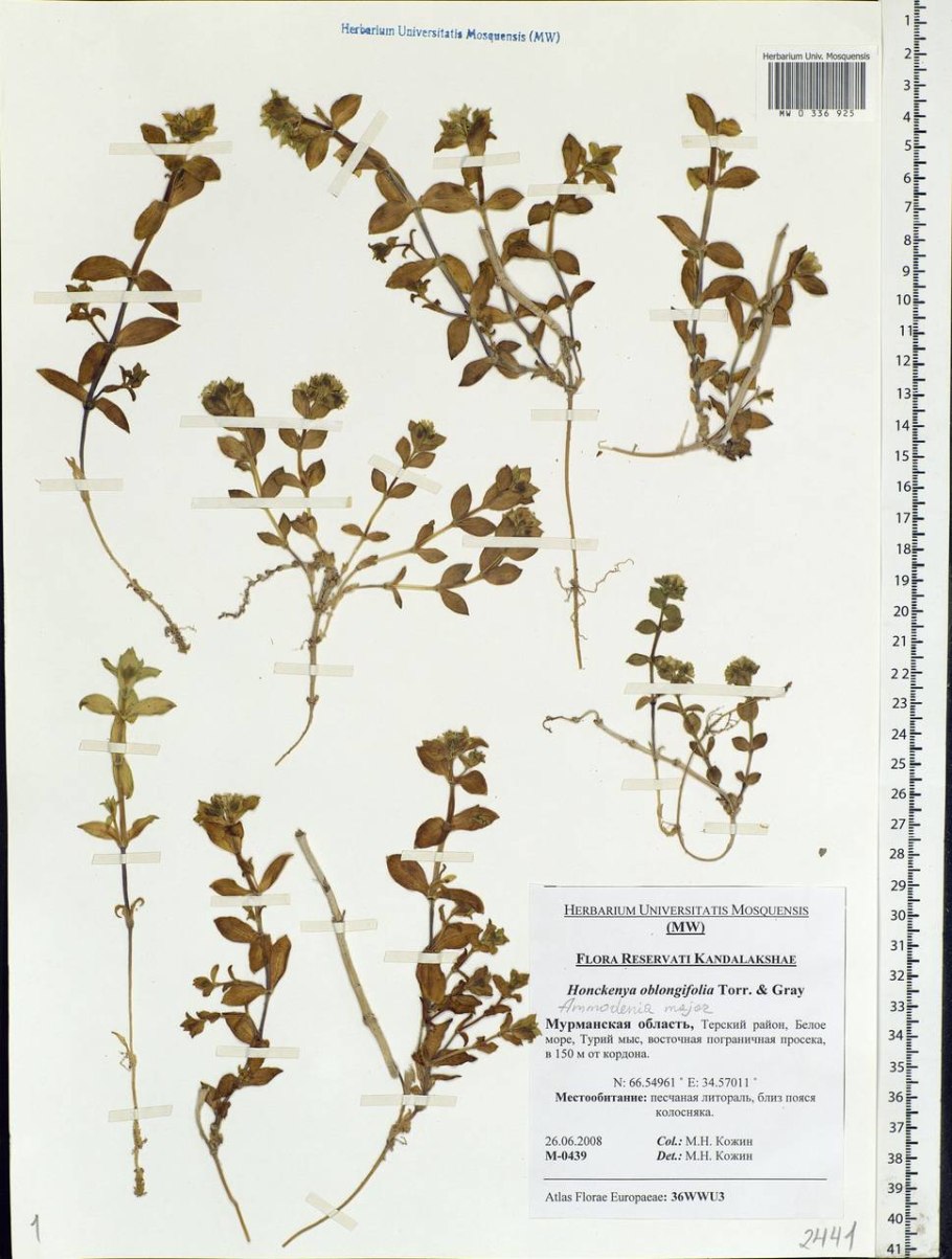 Душица обыкновенная гербарий