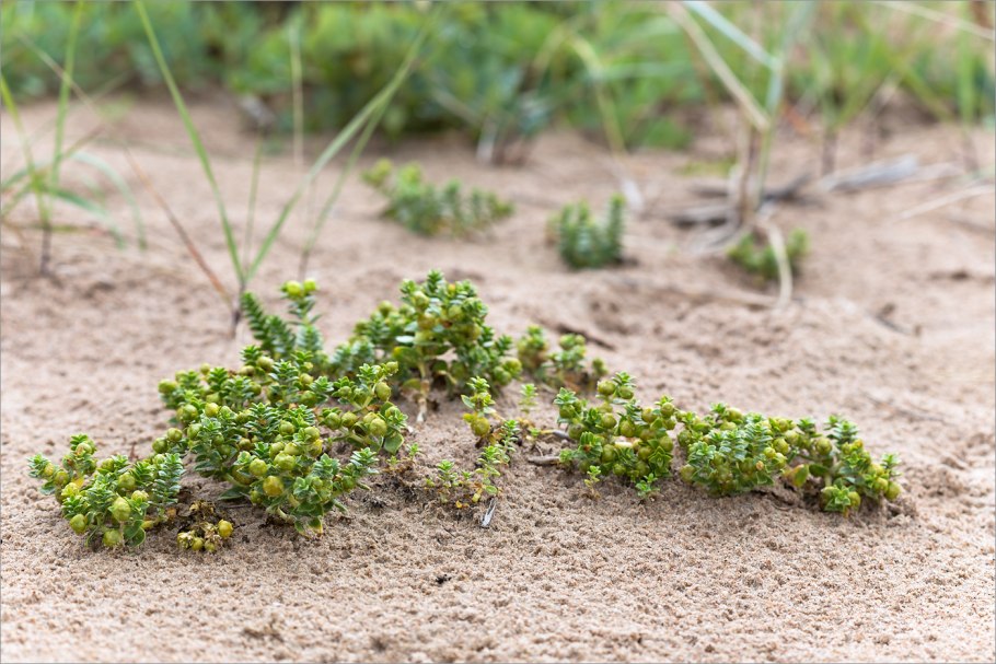 Гонкения бутерлаковидная