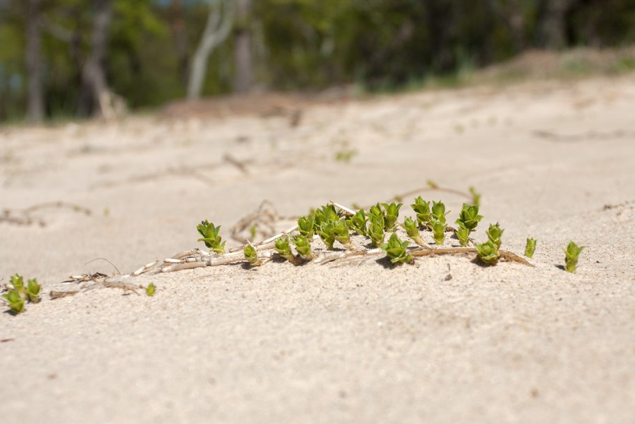 Гонкения белое море