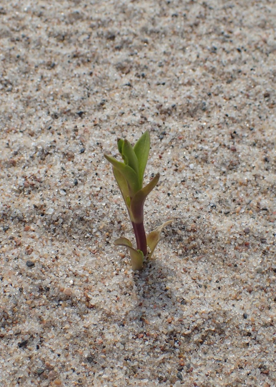 Растения финского залива