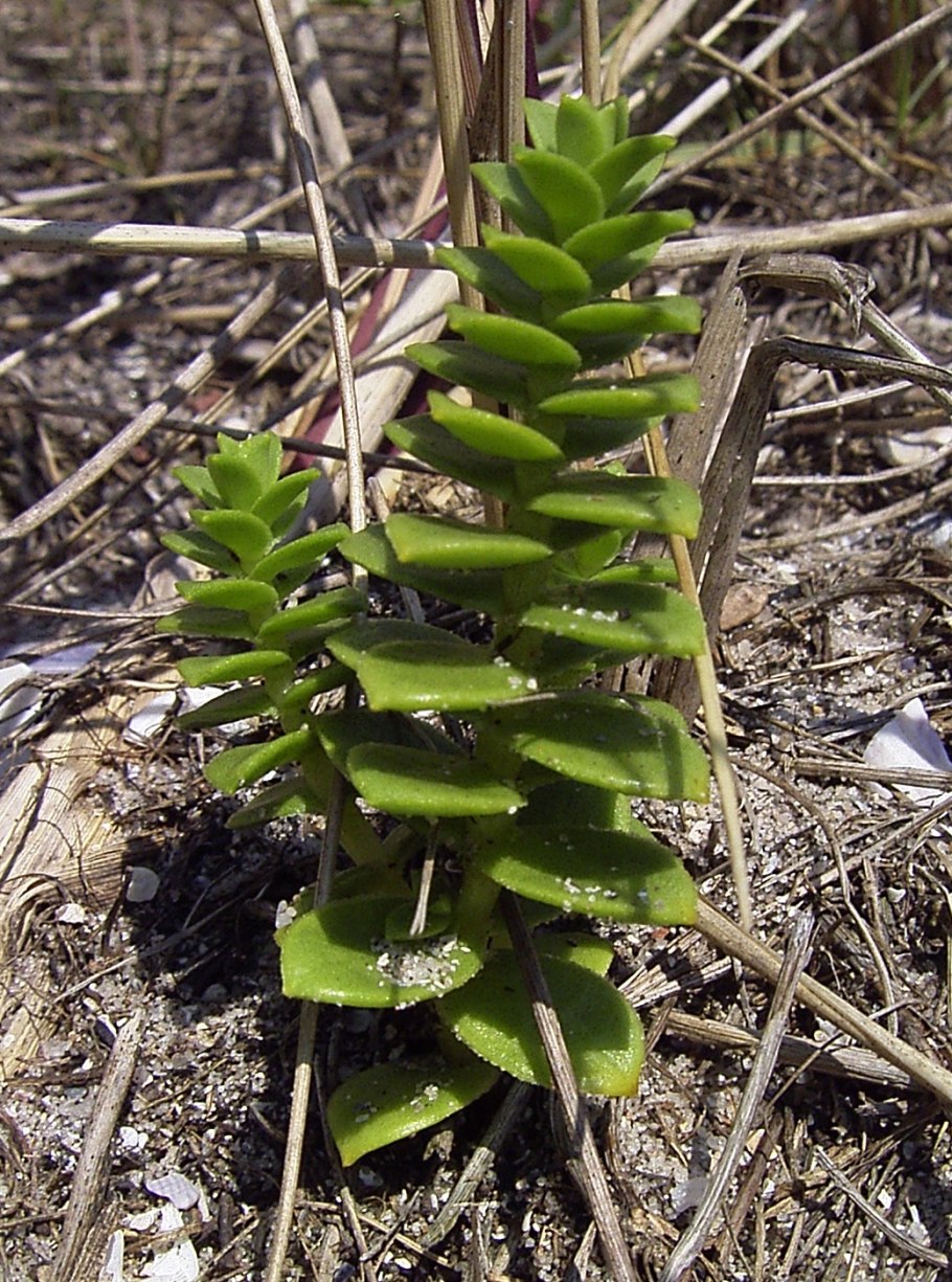 Portulaca molokiniensis