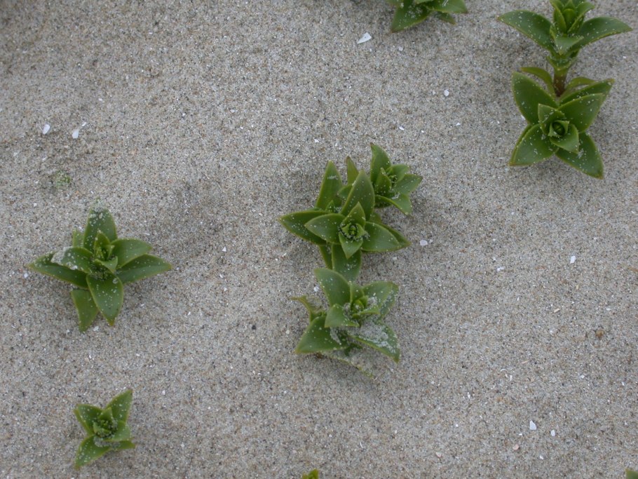 Richardia brasiliensis