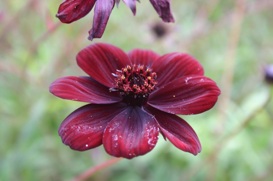 Шоколадная космея (Cosmos atrosanguineus)