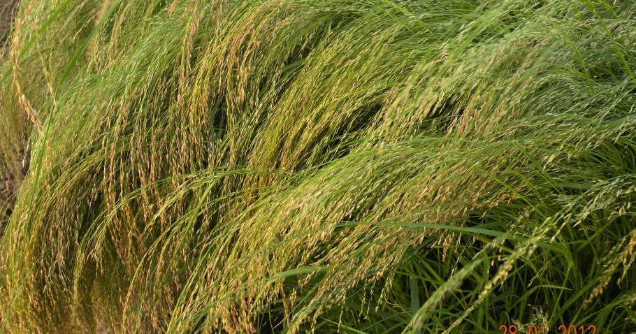 Хлебный злак Тэфф