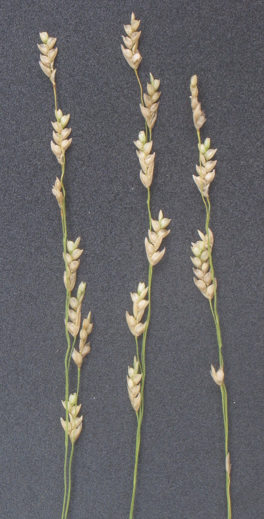 Крупа тефф каша