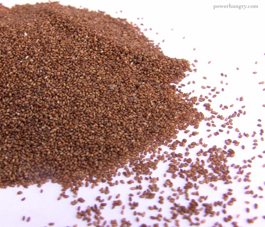 Тефф растение