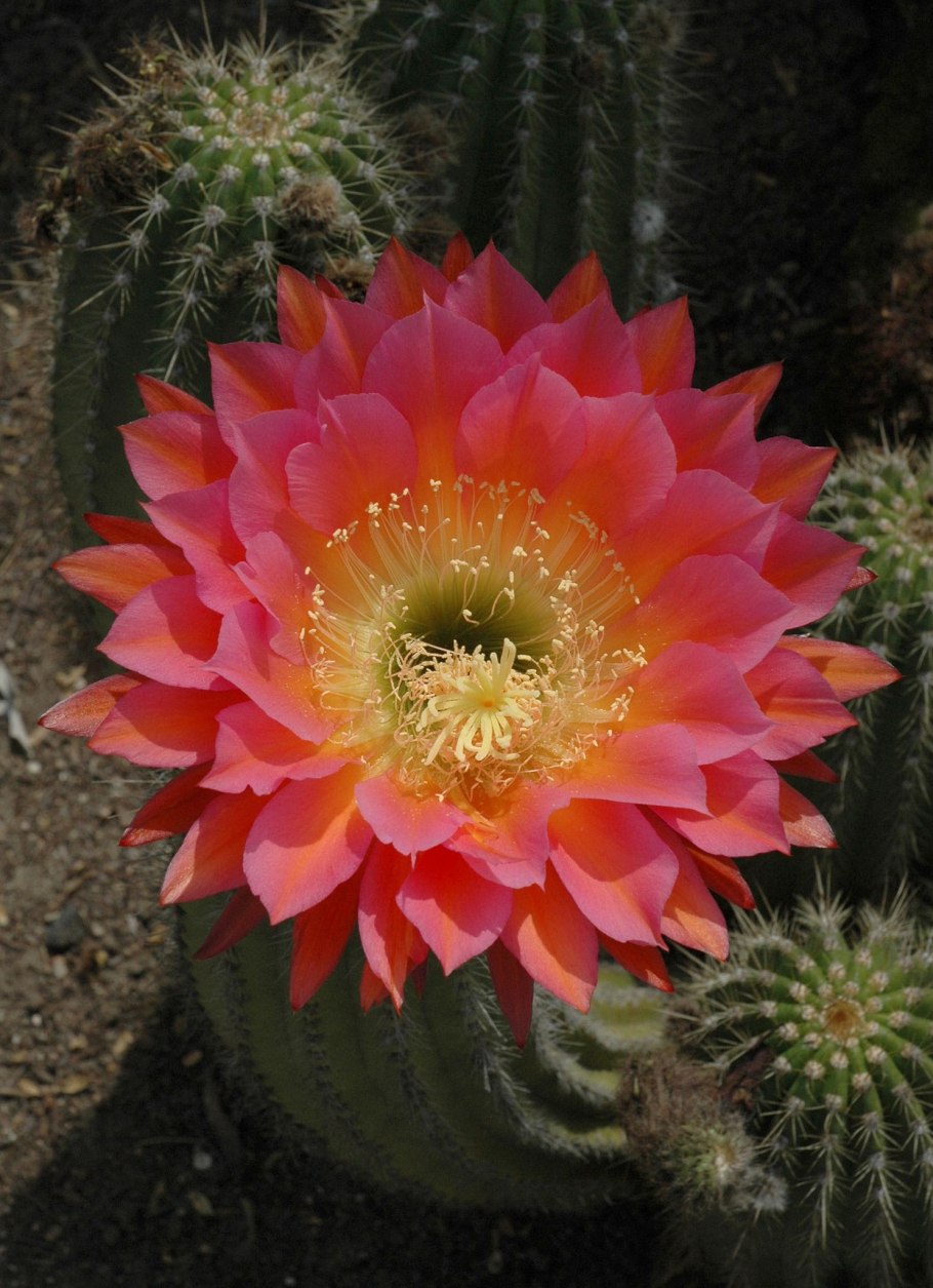 Echinopsis CV. ‘Haku-Jo’
