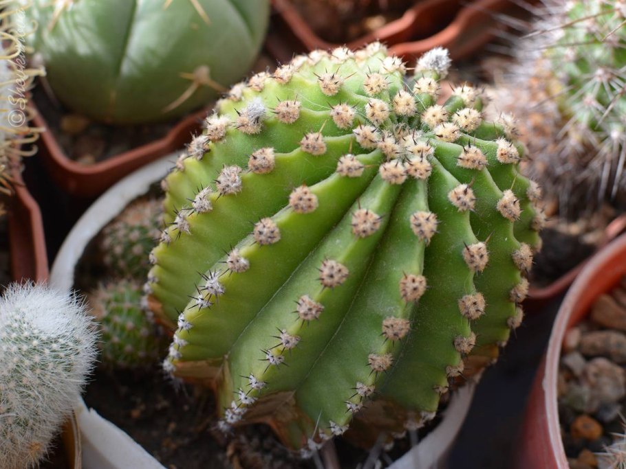 Эхинопсис Бакеберга