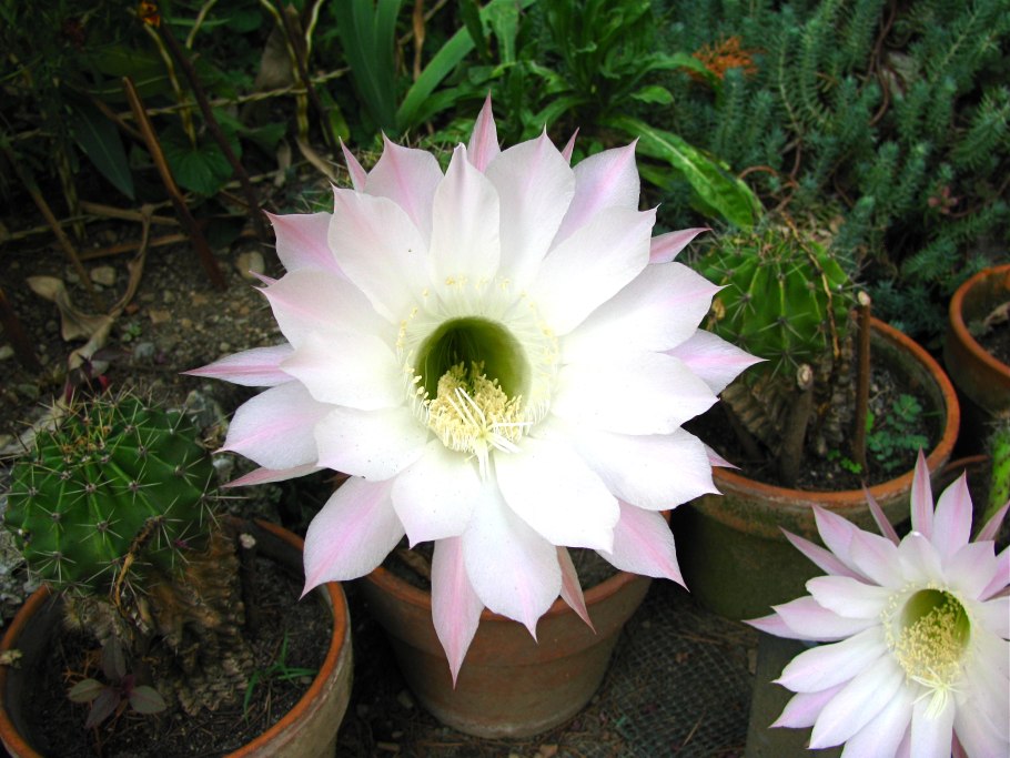 Echinopsis pachanoi