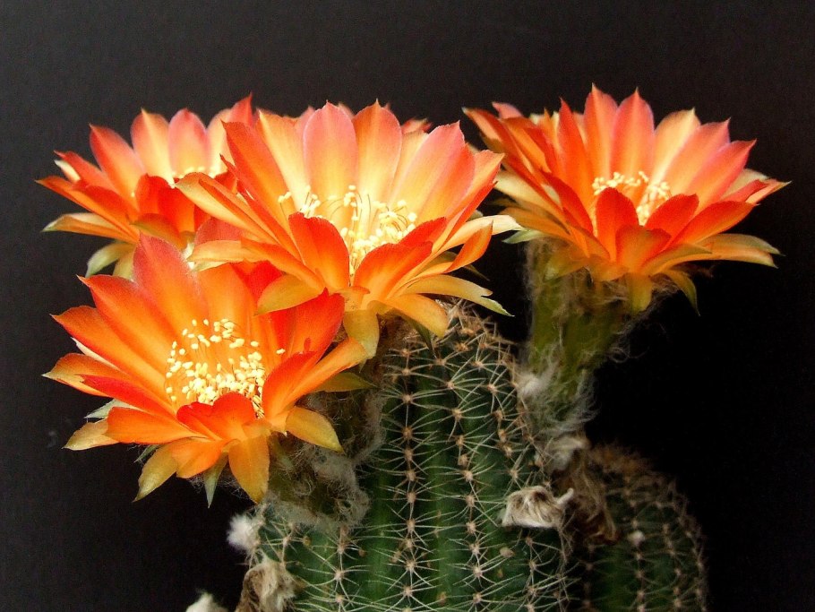 Эхинопсис крючконосый