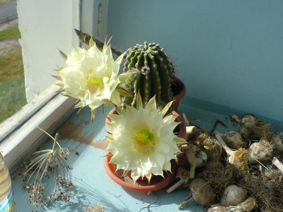 Эхинопсис кактус