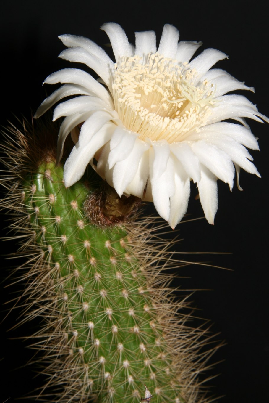 Arthrocereus rondonianus