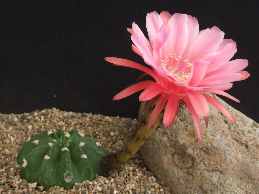Эхинопсис Кактус Epiphyllum