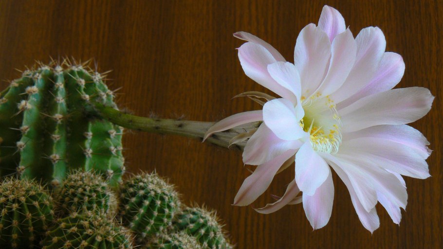 Эхинопсис атакамский