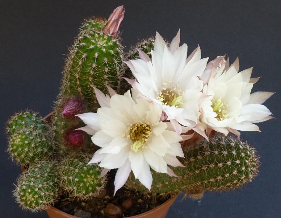 Lobivia hertrichiana