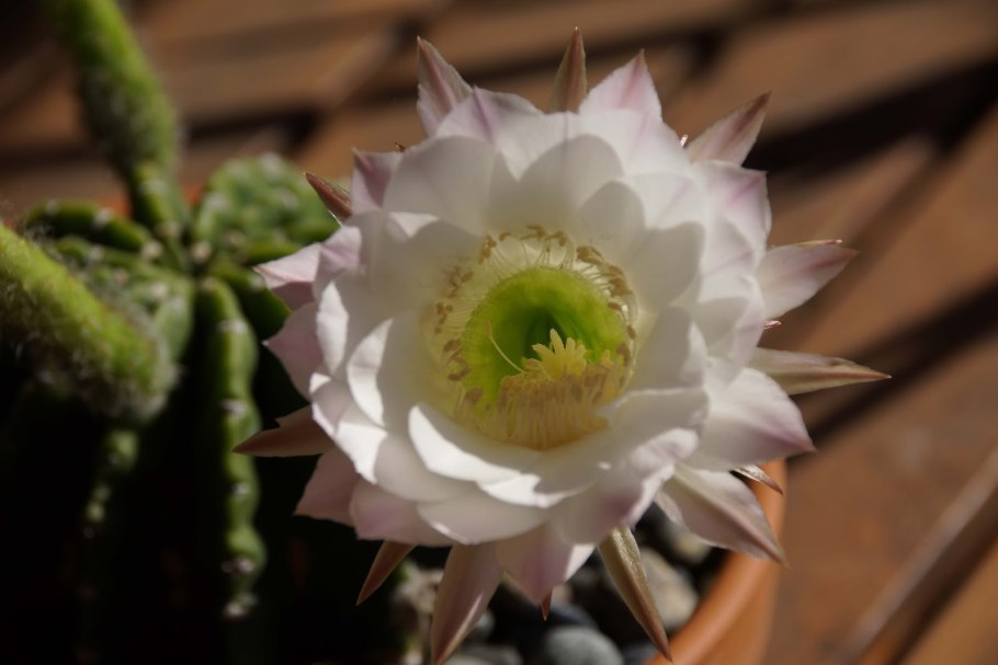 Трихоцереус белеющий