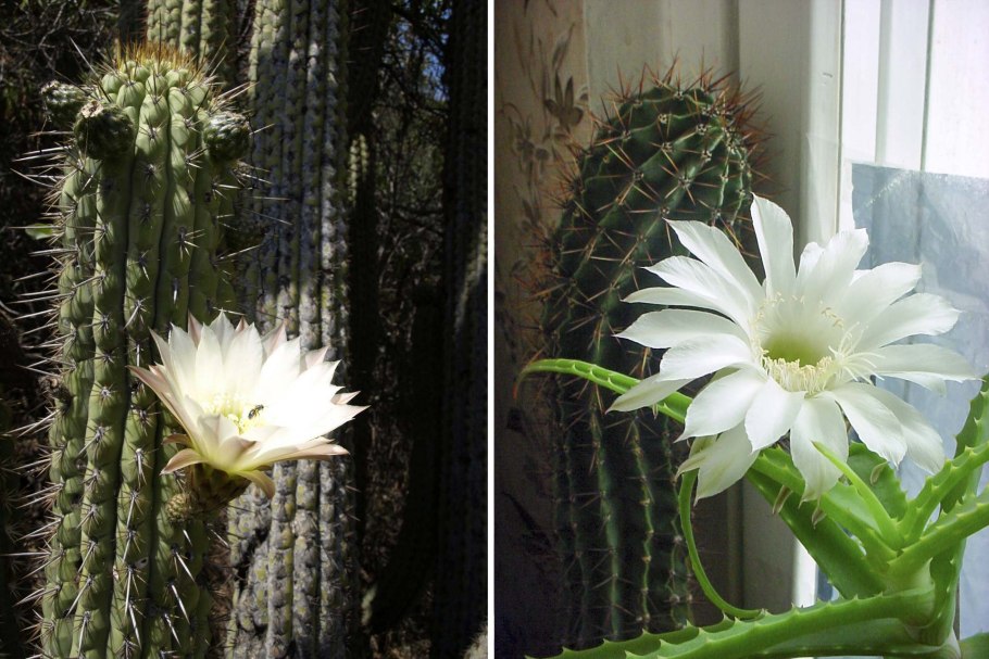 Эхинопсис чилийский