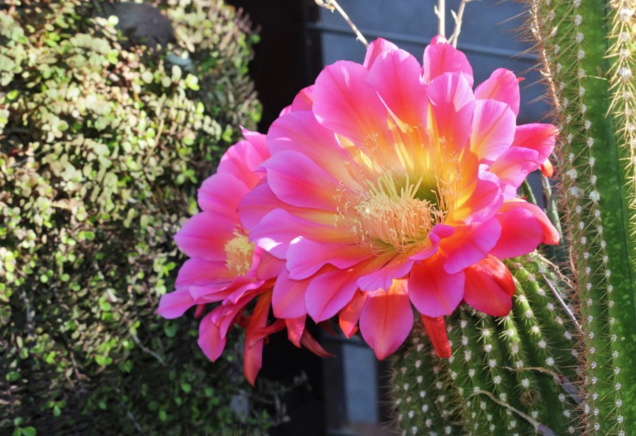 Кактус эхинопсис эйриеза