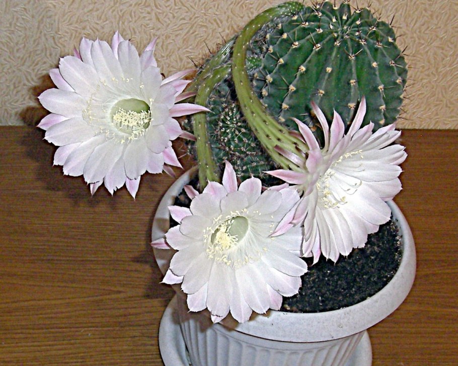 Эхинопсис телегона