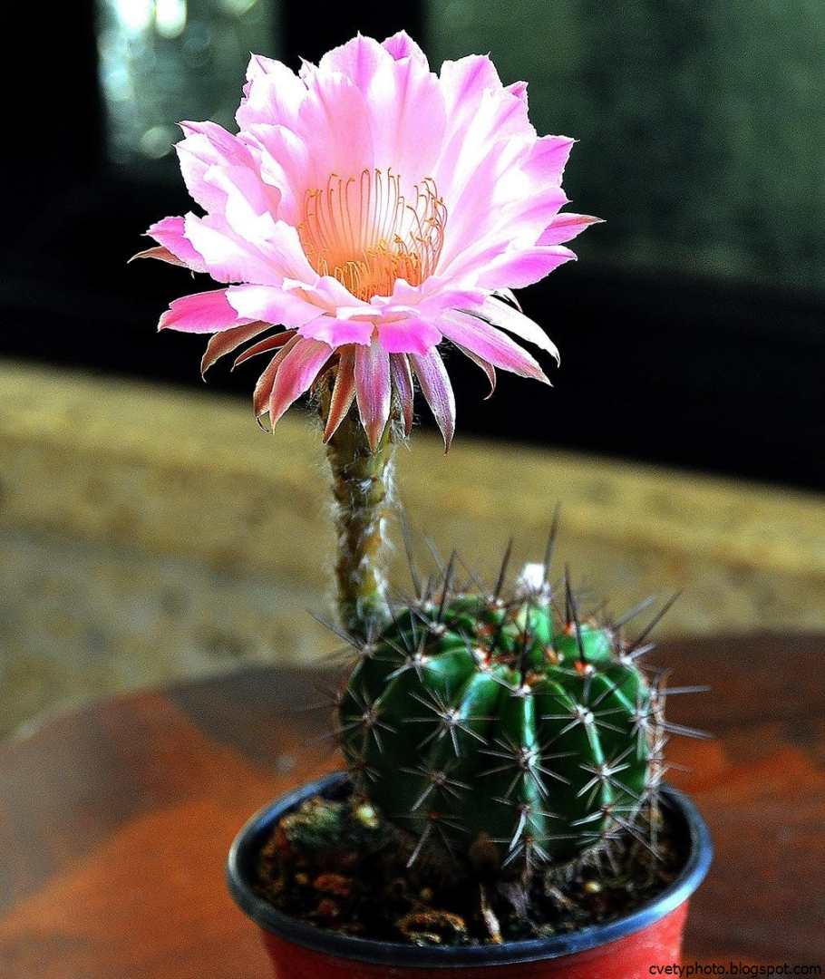 Эхинопсис кактус цветение
