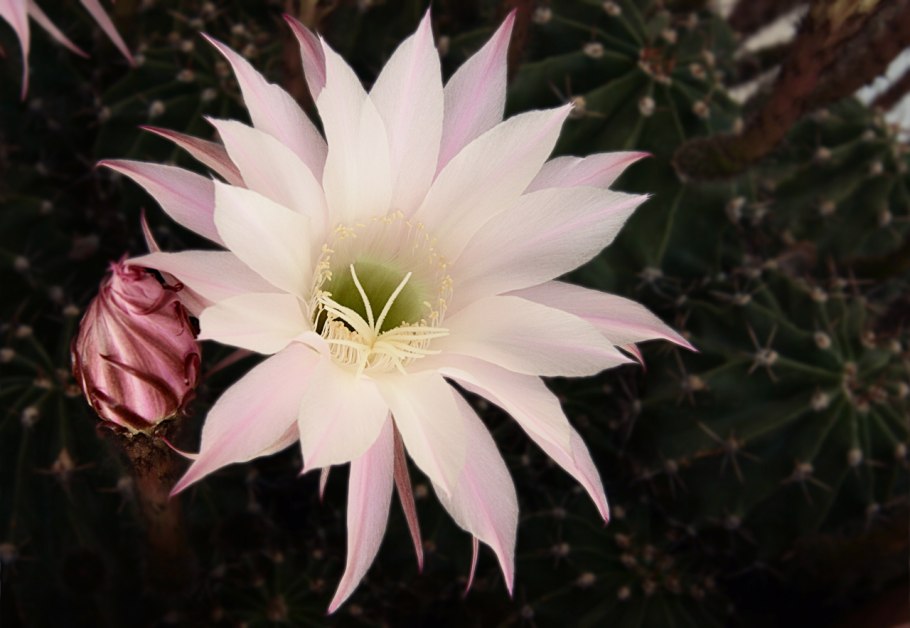 Эхинопсис тубифлора