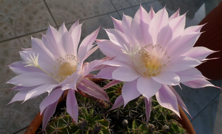 Echinopsis oxygona