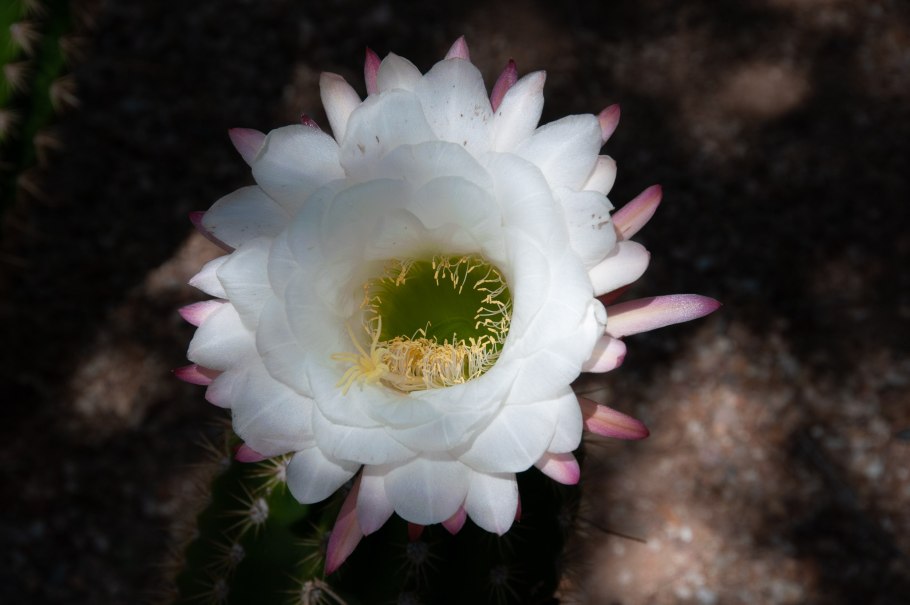 Эхинопсис кандиканс