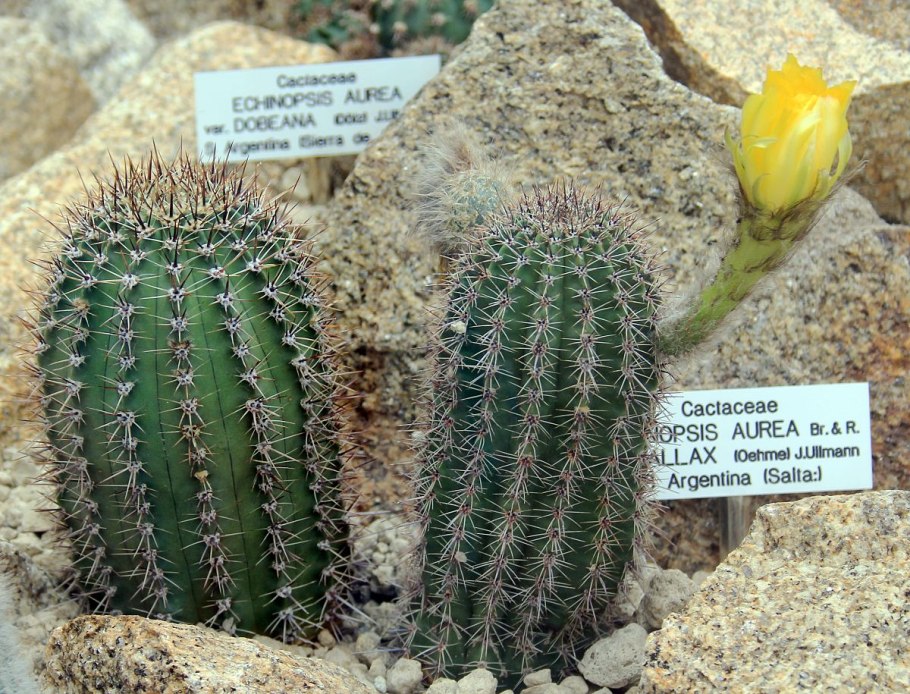 Кактус эхинопсис бакеберга