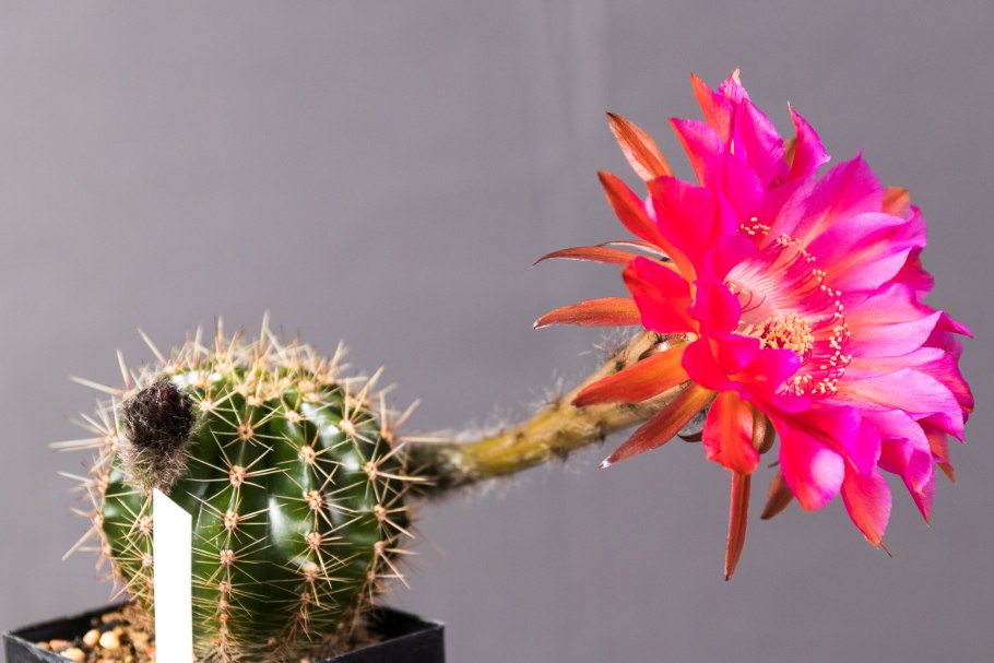 Эхинопсис мамиллоза