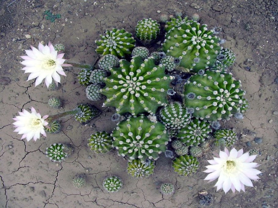 Кактус echinopsis subdenudata