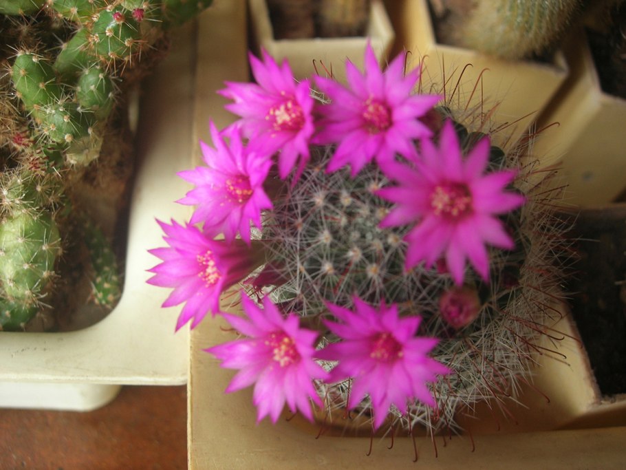 Кактус ventomarme