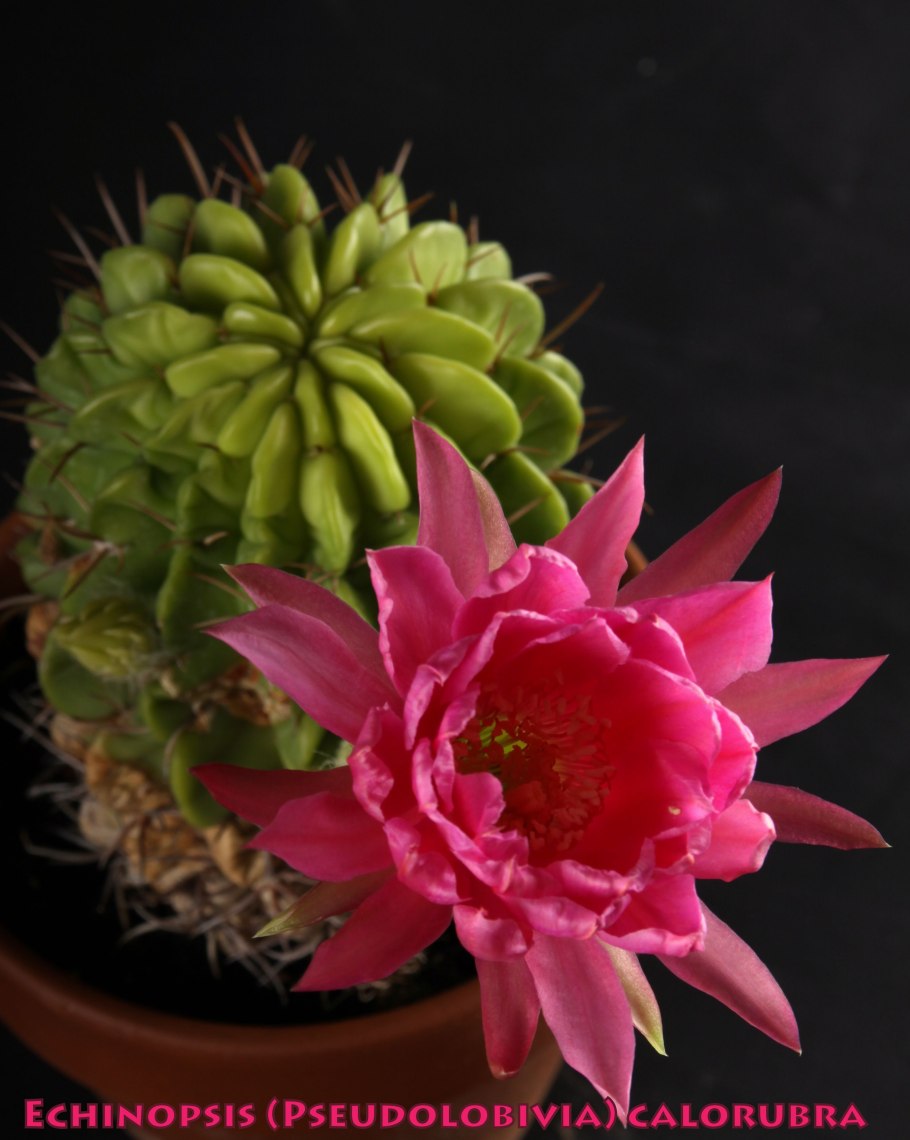 Кактус эхинопсис