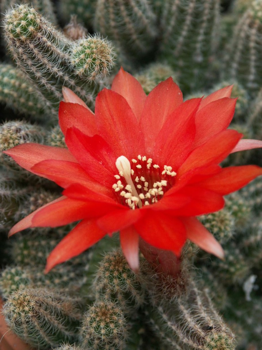 Echinopsis chamaecereus