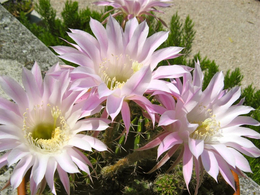 Эхинопсис эйриеза