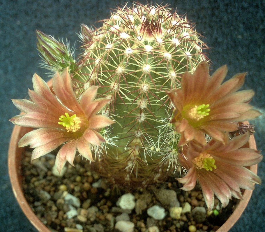 Echinocereus chloranthus