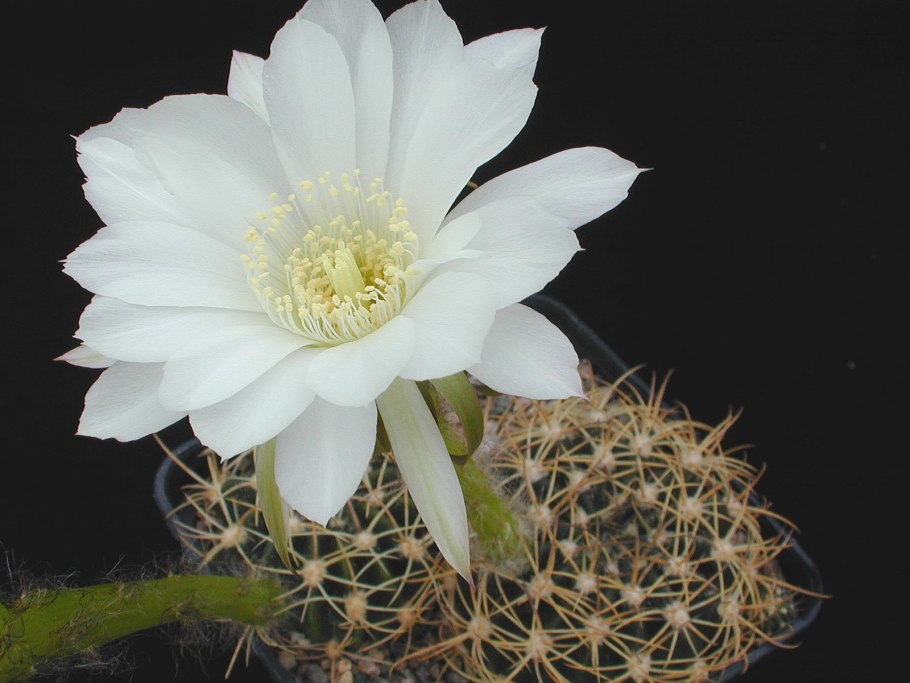 Echinopsis ancistrophora